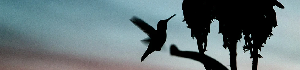 Séance Projet Colibri